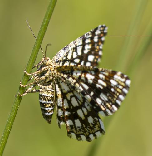 Réf. 359 538 : Chiasmia clathrata